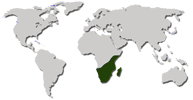 Ареал: Южная и Восточная АФрика