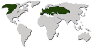 Ареал: Северо-Запад Северной Америки, Европа, Кавказ, часть Азии