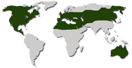 Ареал: Средняя Европа, Азия, Свереная Америка, Северная Африка, Австралия